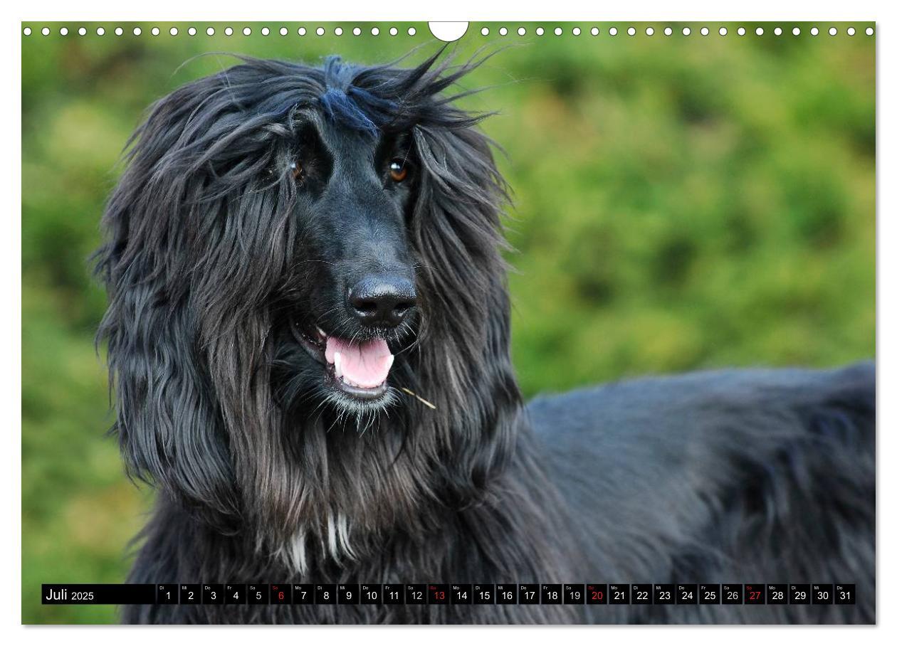 Bild: 9783435569502 | Kinder des Windes - Afghanischer Windhund (Wandkalender 2025 DIN A3...