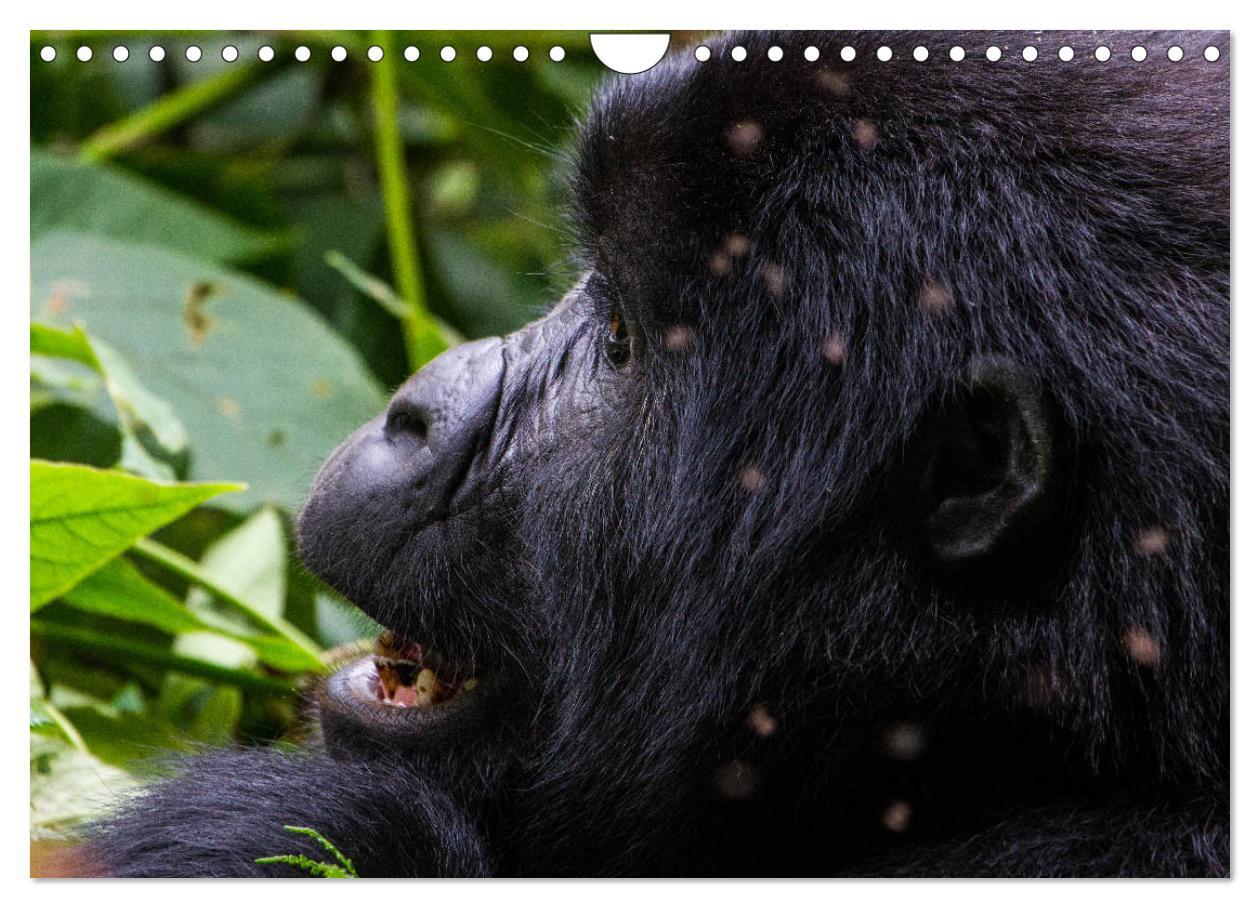 Bild: 9783435364145 | Gorillas ohne Nebel (Wandkalender 2025 DIN A4 quer), CALVENDO...