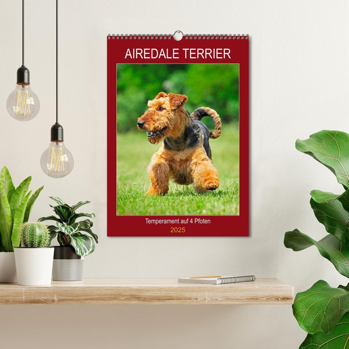 Bild: 9783435960361 | Airedale Terrier - Temperament auf 4 Pfoten (Wandkalender 2025 DIN...