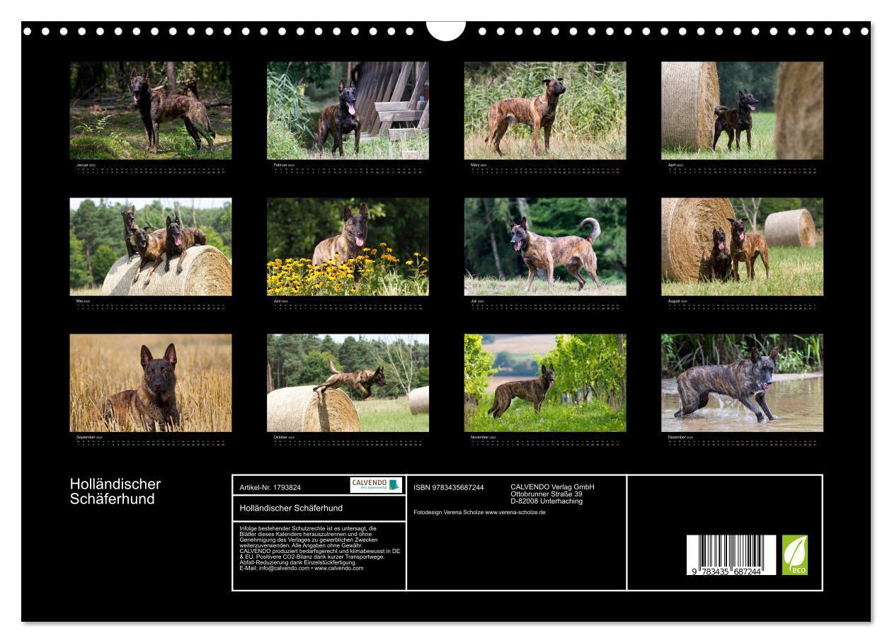 Bild: 9783435687244 | Holländischer Schäferhund (Wandkalender 2025 DIN A3 quer), CALVENDO...