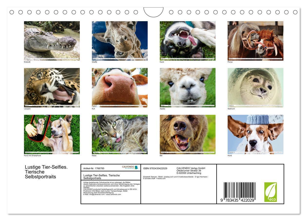 Bild: 9783435422029 | Lustige Tier-Selfies. Tierische Selbstportraits (Wandkalender 2025...