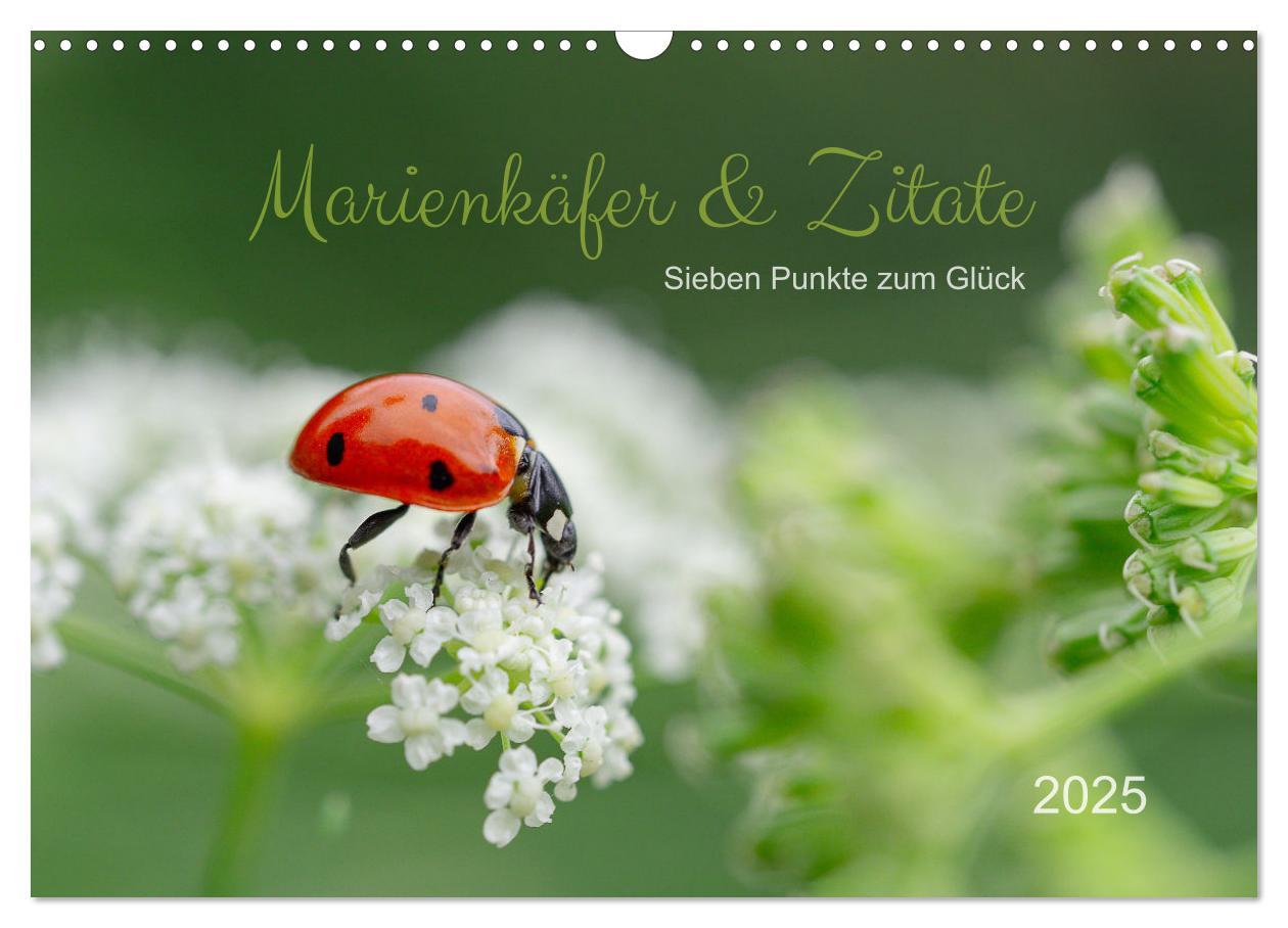 Cover: 9783435011667 | Marienkäfer &amp; Zitate - Sieben Punkte zum Glück (Wandkalender 2025...