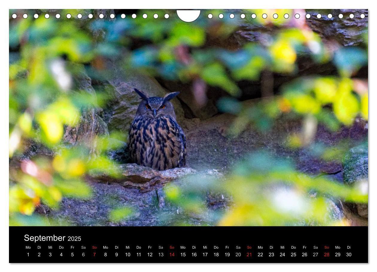 Bild: 9783435537990 | Herbst im Nationalpark Bayerischer Wald (Wandkalender 2025 DIN A4...