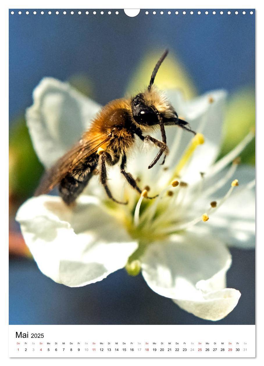 Bild: 9783435966448 | BIENEN - Kleine Nützlinge ganz nah (Wandkalender 2025 DIN A3 hoch),...