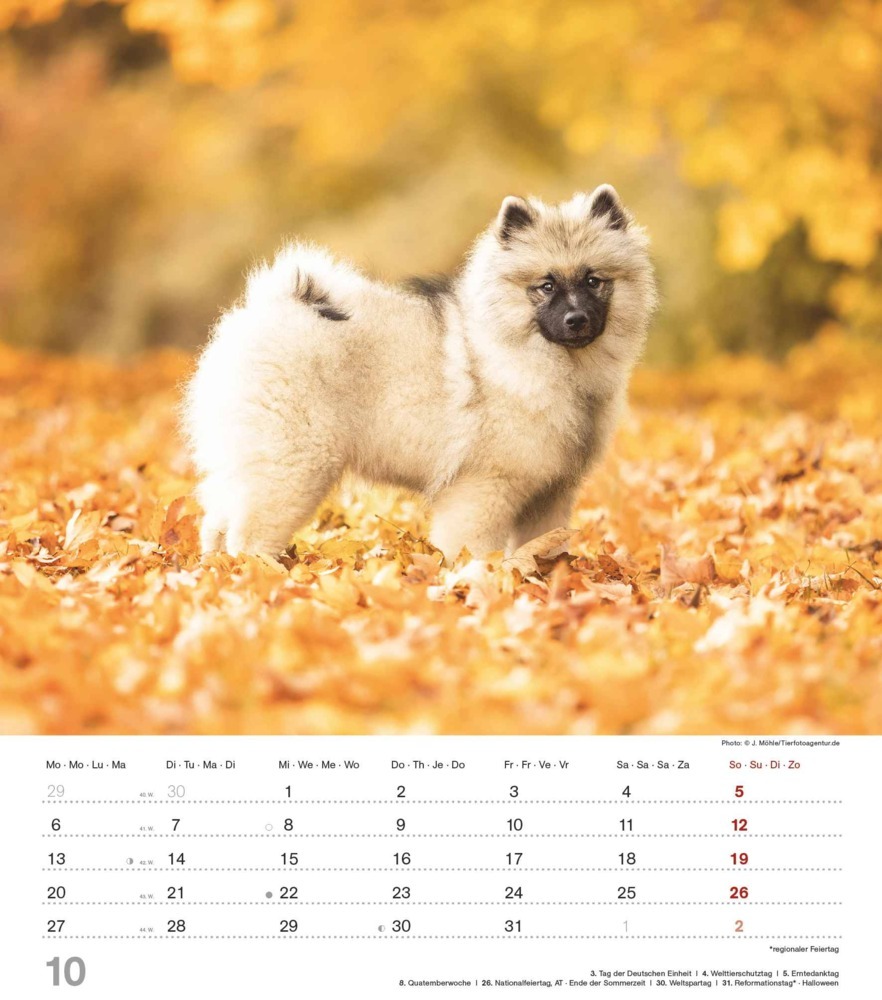 Bild: 4251732344405 | Alpha Edition - Niedliche Hundekinder 2025 Bildkalender, 30x40cm,...