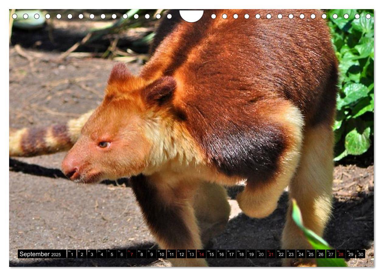 Bild: 9783435740550 | Australiens Tierwelt (Wandkalender 2025 DIN A4 quer), CALVENDO...