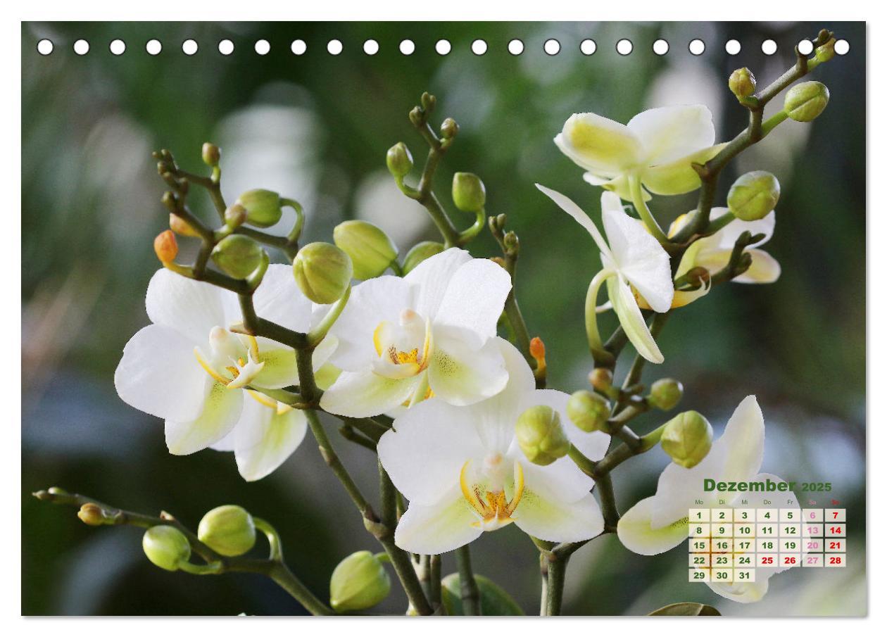 Bild: 9783383914799 | Schönste Orchideen (Tischkalender 2025 DIN A5 quer), CALVENDO...