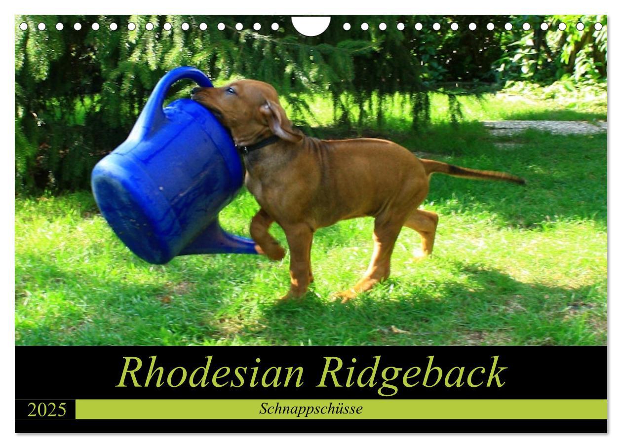 Cover: 9783435325160 | Rhodesian Ridgeback - Schnappschüsse - (Wandkalender 2025 DIN A4...