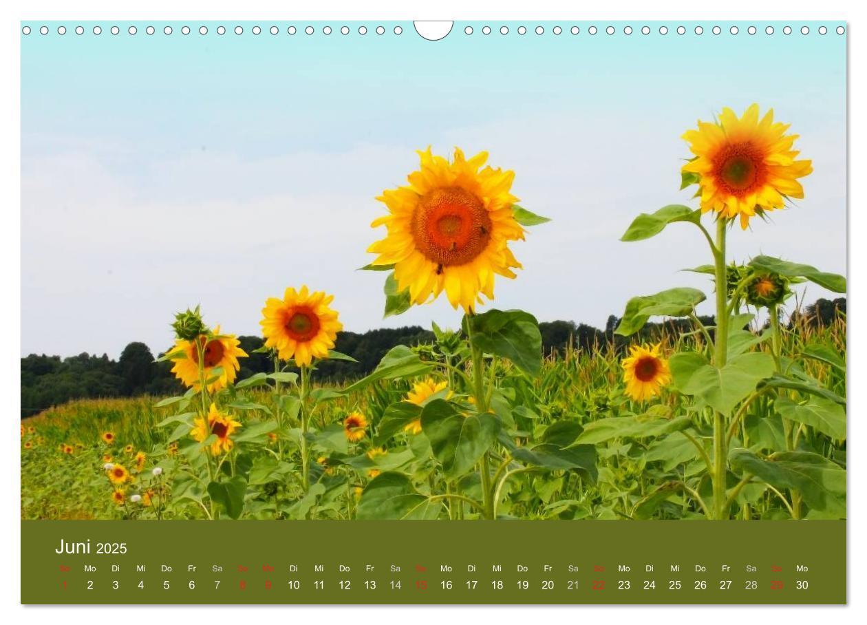 Bild: 9783435799824 | Sonnenblumen - die Blumen der Lebensfreude (Wandkalender 2025 DIN...