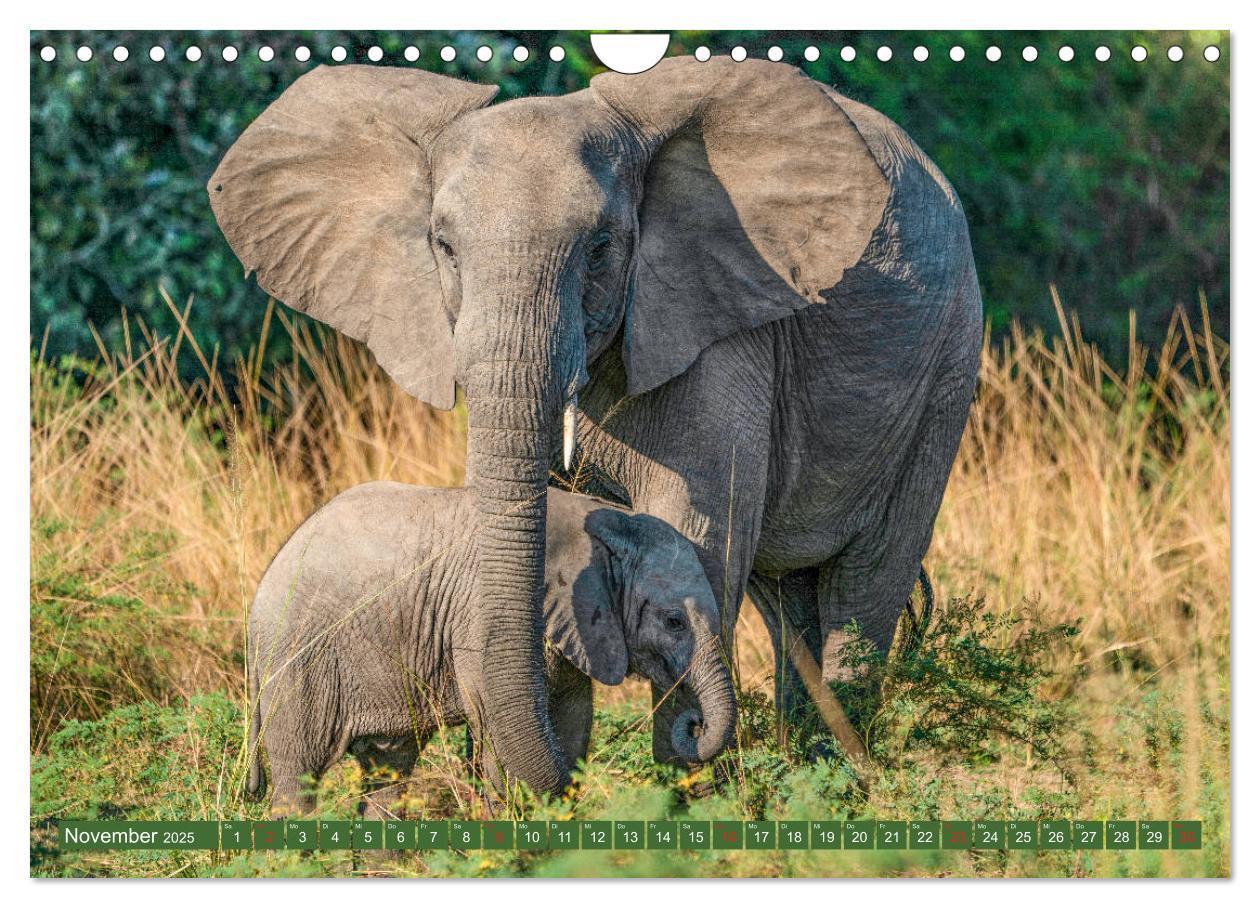 Bild: 9783435313501 | Wildlife Sambia (Wandkalender 2025 DIN A4 quer), CALVENDO...