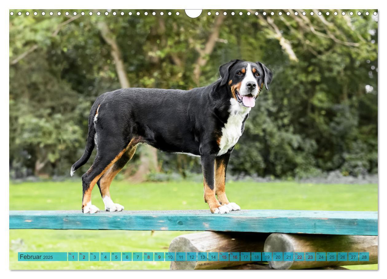 Bild: 9783457218013 | Große Schweizer - Gigantische Sennenhunde (Wandkalender 2025 DIN A3...