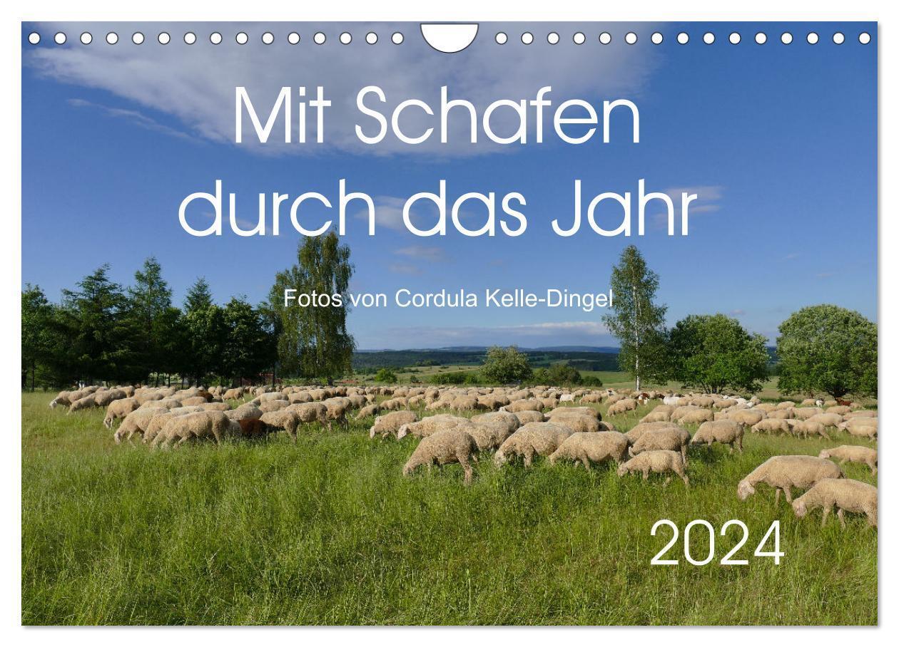 Cover: 9783383698842 | Mit Schafen durch das Jahr (Wandkalender 2024 DIN A4 quer),...