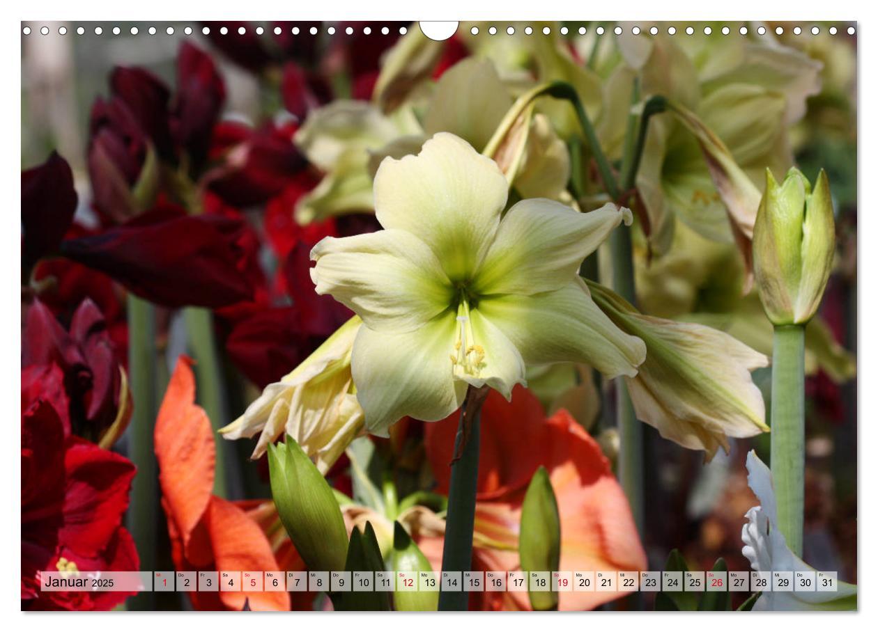 Bild: 9783435382514 | Amaryllis-Blüten (Wandkalender 2025 DIN A3 quer), CALVENDO...