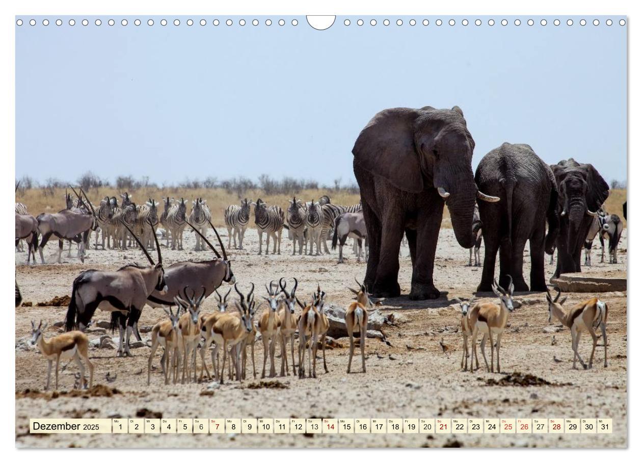 Bild: 9783435419074 | Afrika. Botswanas wundervolle Tierwelt (Wandkalender 2025 DIN A3...