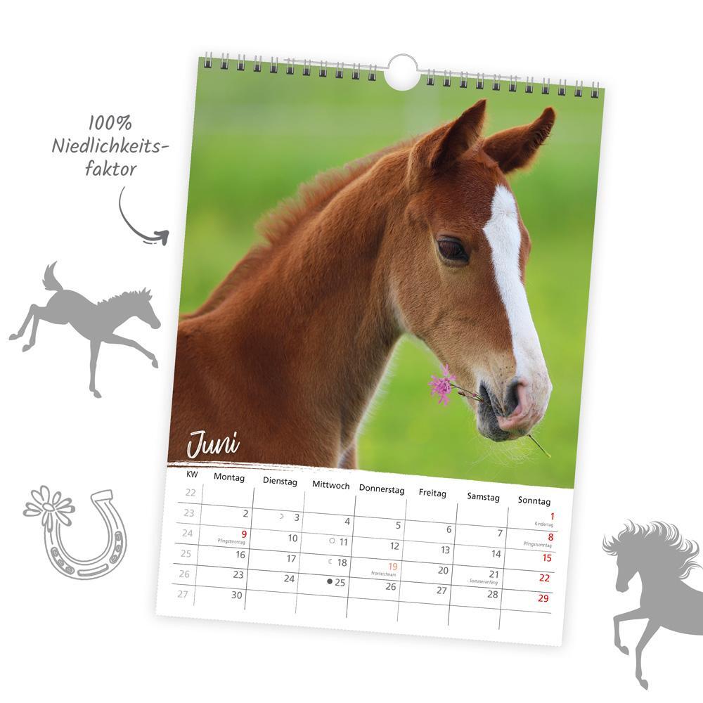 Bild: 9783988022059 | Trötsch Classickalender Pferde 2025 | Wandkalender | KG | Kalender
