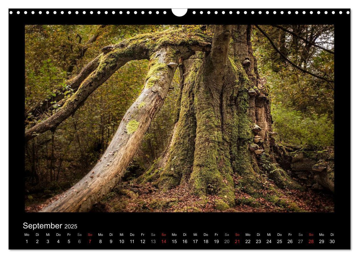 Bild: 9783435626441 | Märchenhafter Reinhardswald und Urwald Sababurg (Wandkalender 2025...