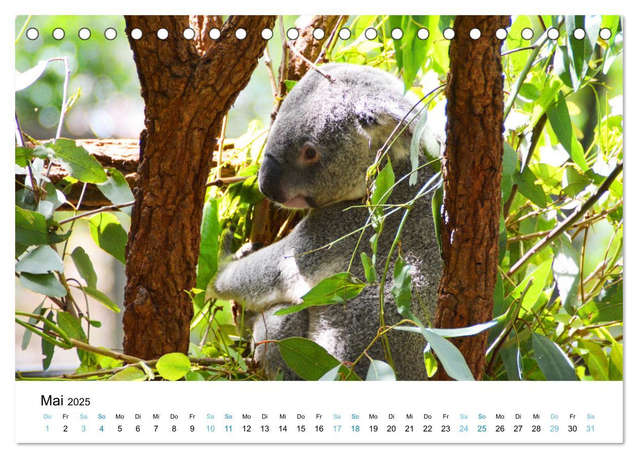 Bild: 9783435093922 | Australien - Down Under - Ostküste (Tischkalender 2025 DIN A5...