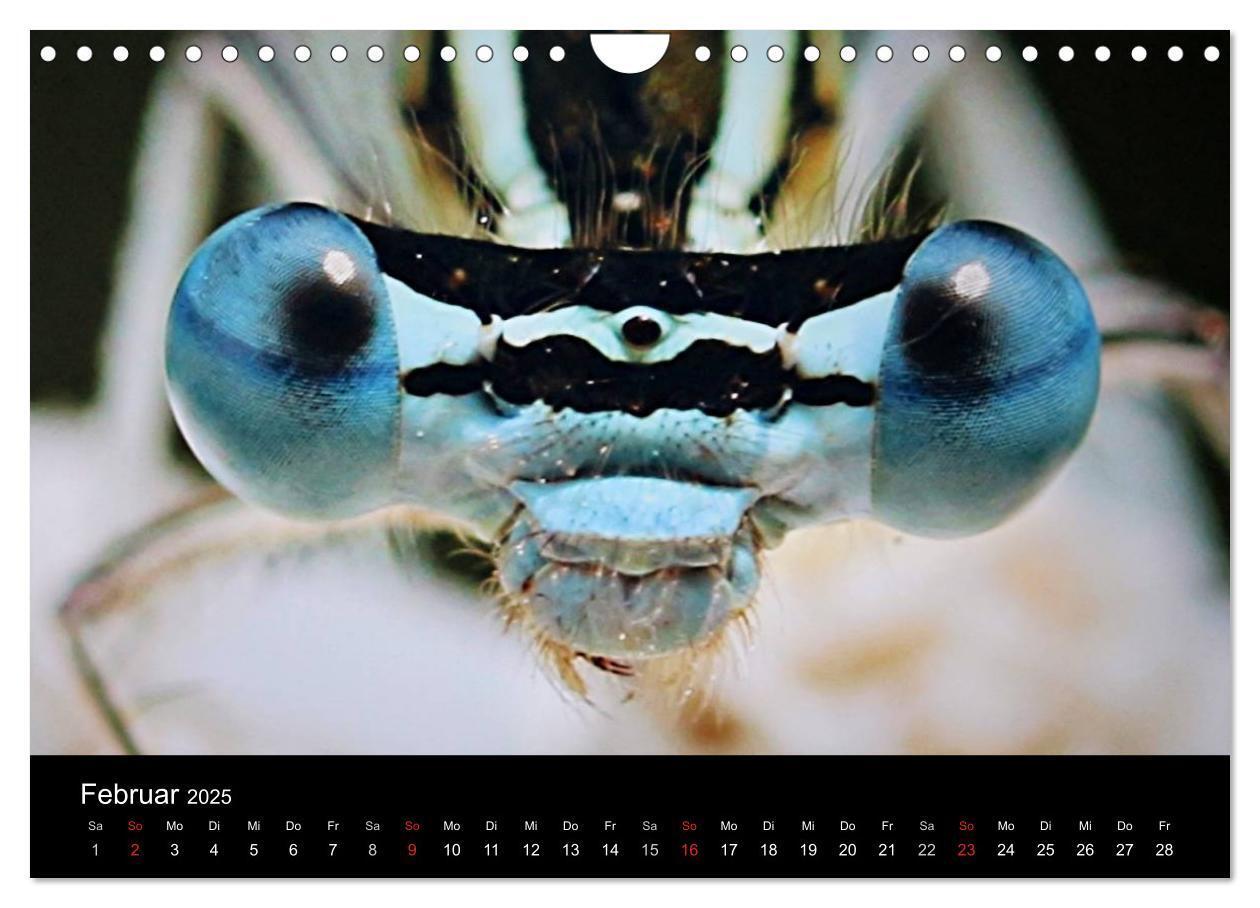 Bild: 9783435796298 | Makro-Kalender 2025 (Wandkalender 2025 DIN A4 quer), CALVENDO...