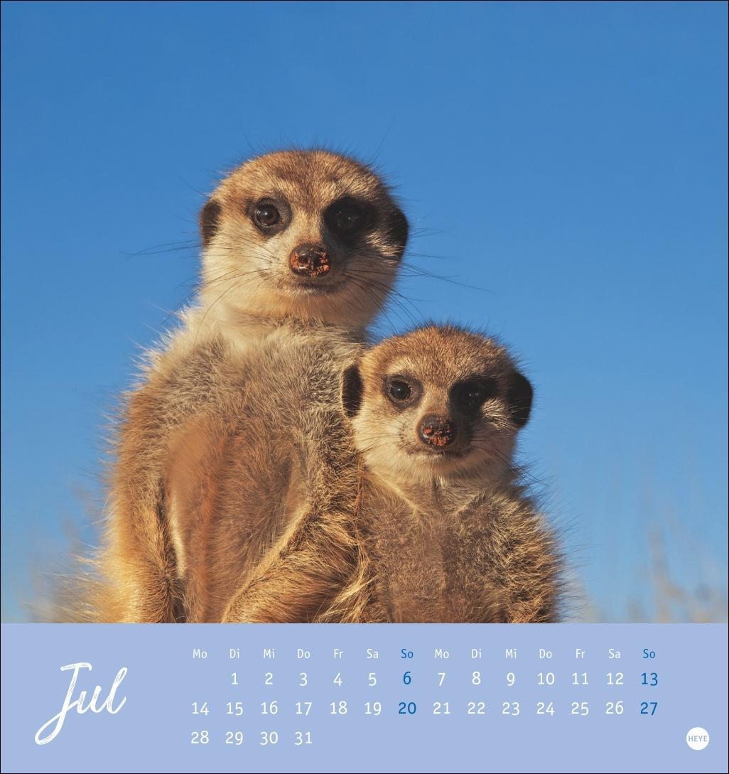 Bild: 9783756407163 | Erdmännchen Postkartenkalender 2025 | Heye | Kalender | Spiralbindung