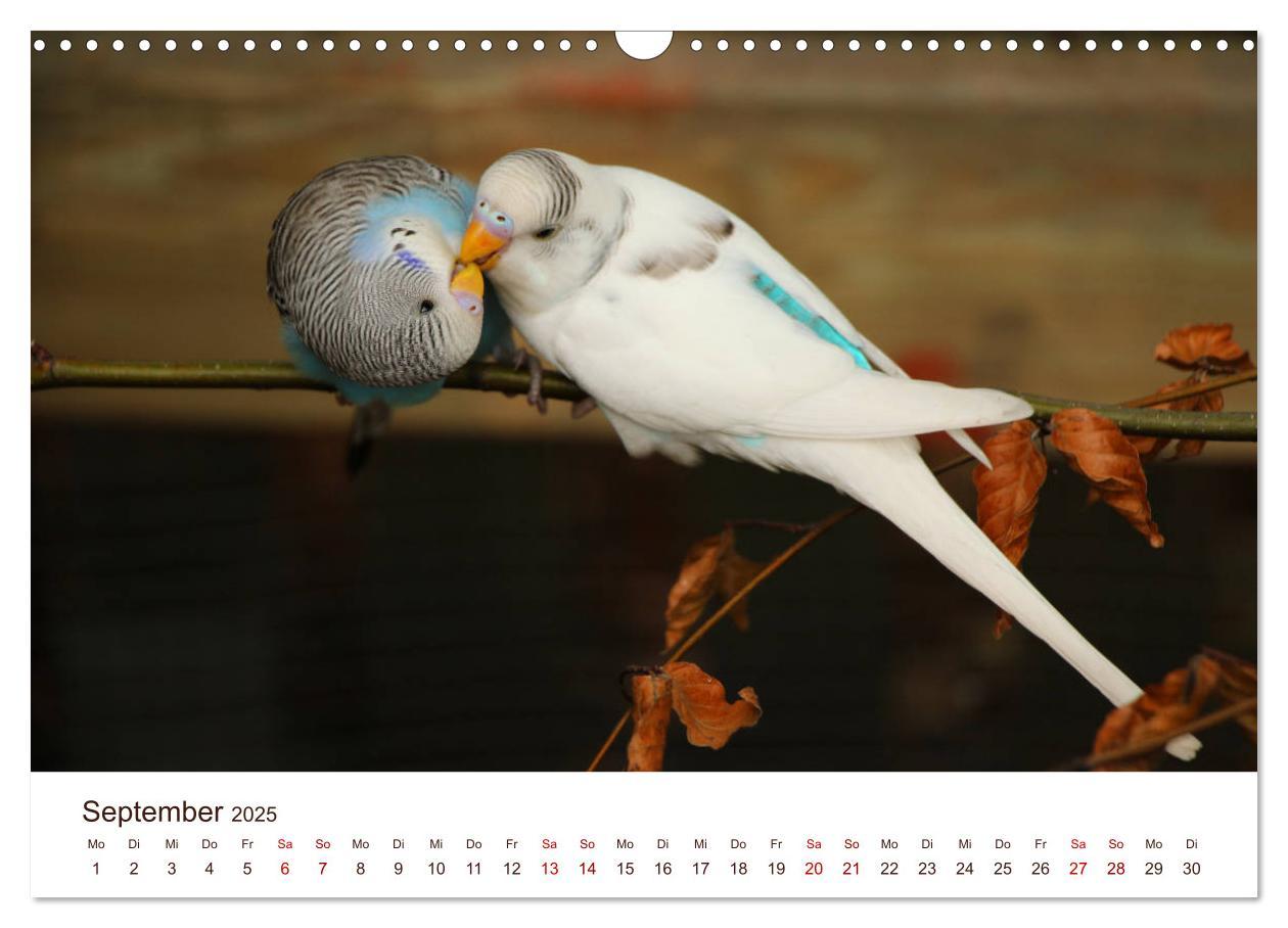 Bild: 9783435376995 | Wellensittiche - der NEUE Kalender (Wandkalender 2025 DIN A3 quer),...