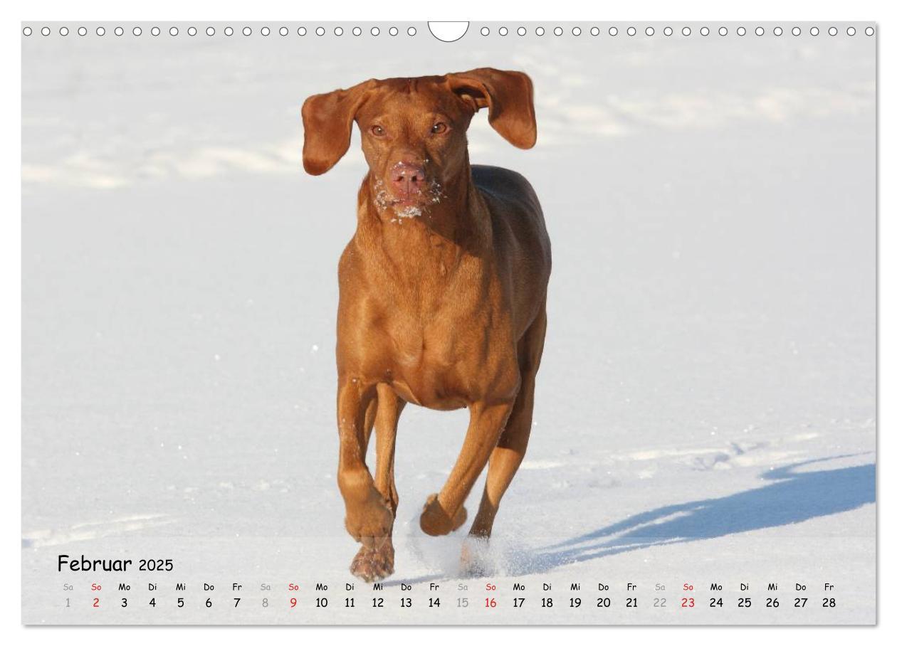 Bild: 9783435630356 | Magyar Vizsla - pure Lebensfreude (Wandkalender 2025 DIN A3 quer),...