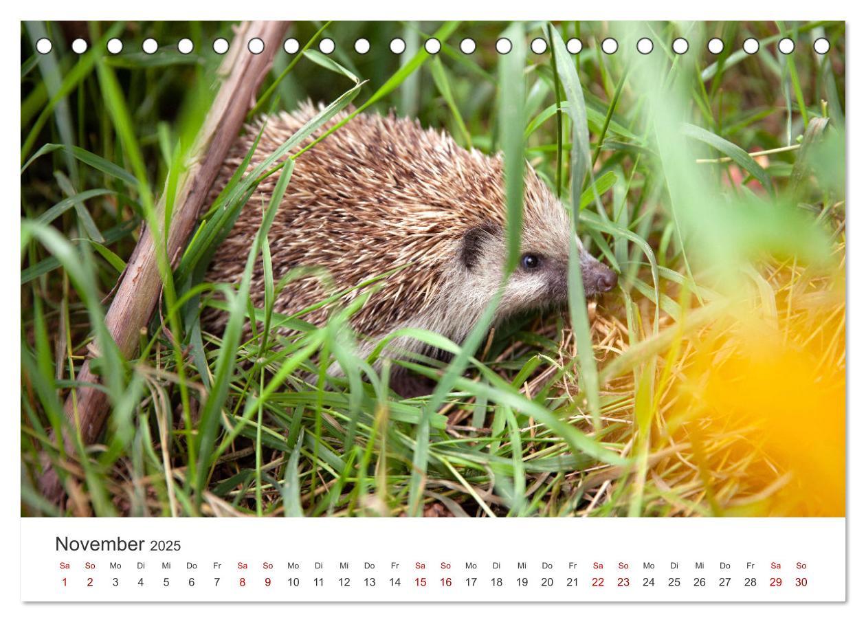 Bild: 9783383940613 | Igel - Niedliche kleine Stachelritter (Tischkalender 2025 DIN A5...