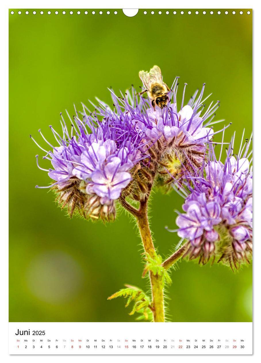 Bild: 9783435966448 | BIENEN - Kleine Nützlinge ganz nah (Wandkalender 2025 DIN A3 hoch),...