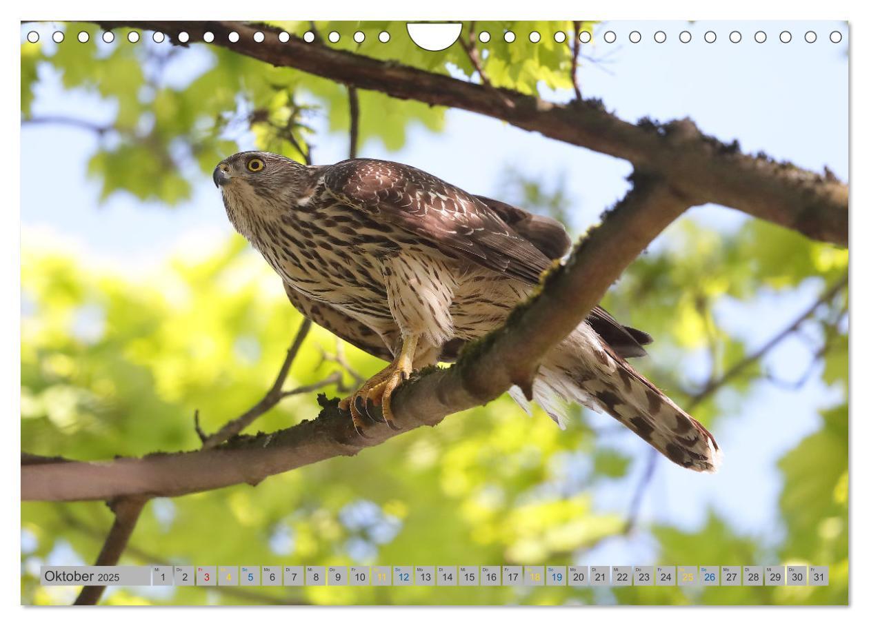 Bild: 9783383837128 | Habicht - aus dem Leben eines imposanten Greifvogels (Wandkalender...