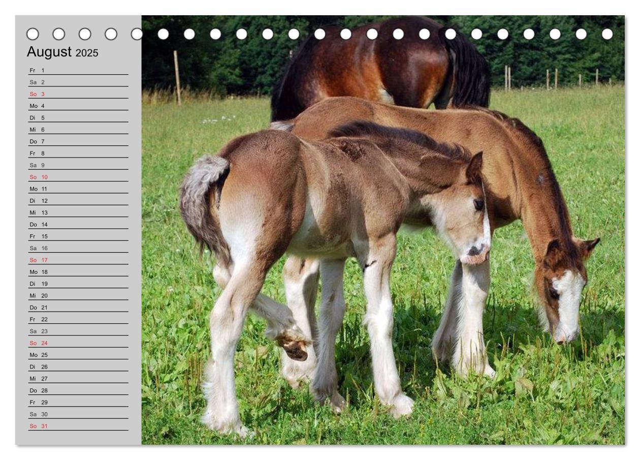 Bild: 9783435534067 | Das Shire Horse. Impressionen (Tischkalender 2025 DIN A5 quer),...