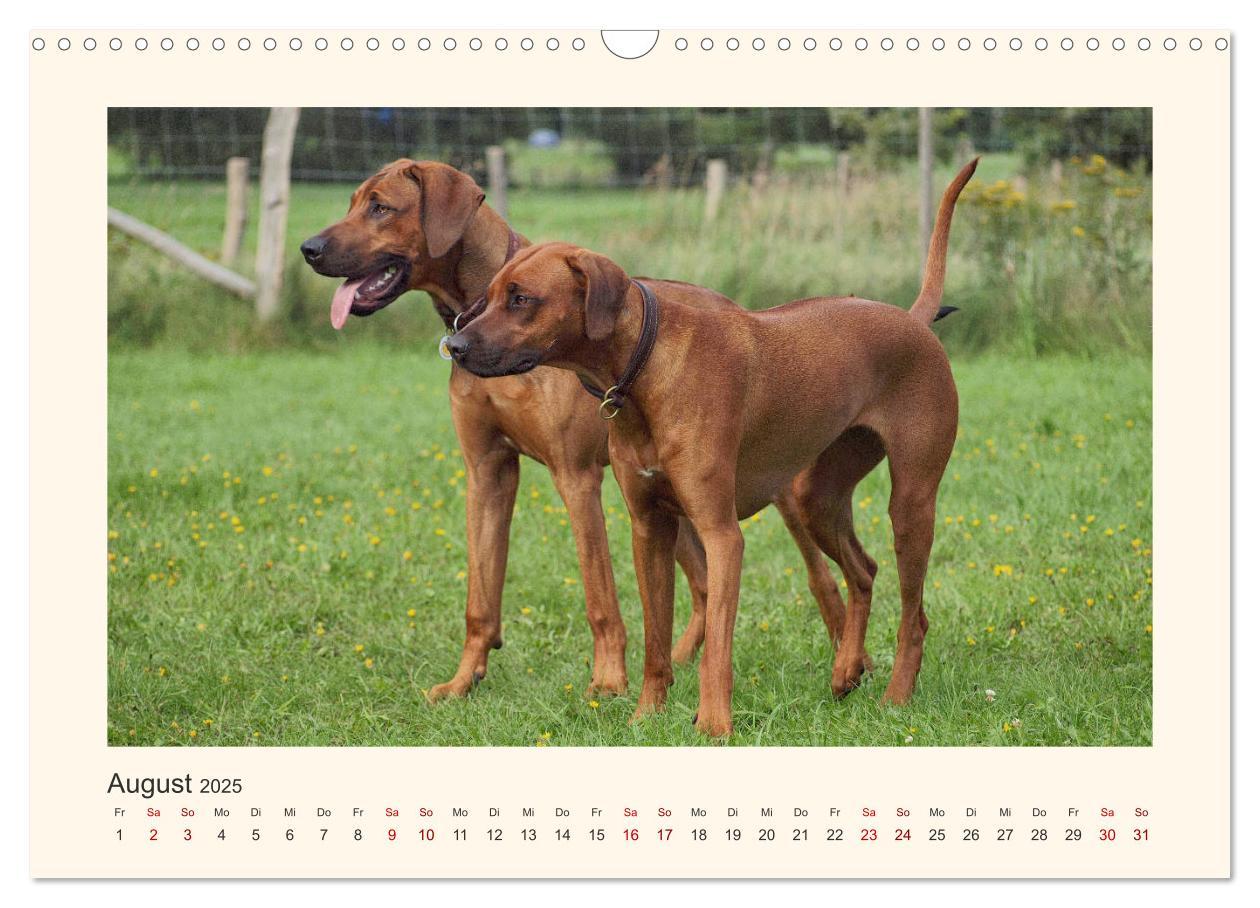 Bild: 9783435353132 | Rhodesian Ridgeback Power aus Südafrika (Wandkalender 2025 DIN A3...