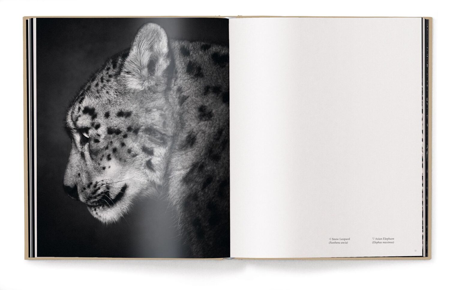 Bild: 9783961714988 | Between Us | Animal Portraits | Vincent Lagrange | Buch | 224 S.