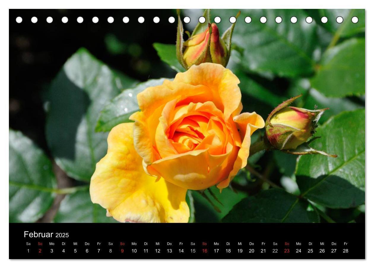 Bild: 9783435800469 | Baden bei Wien - Rosarium (Tischkalender 2025 DIN A5 quer),...