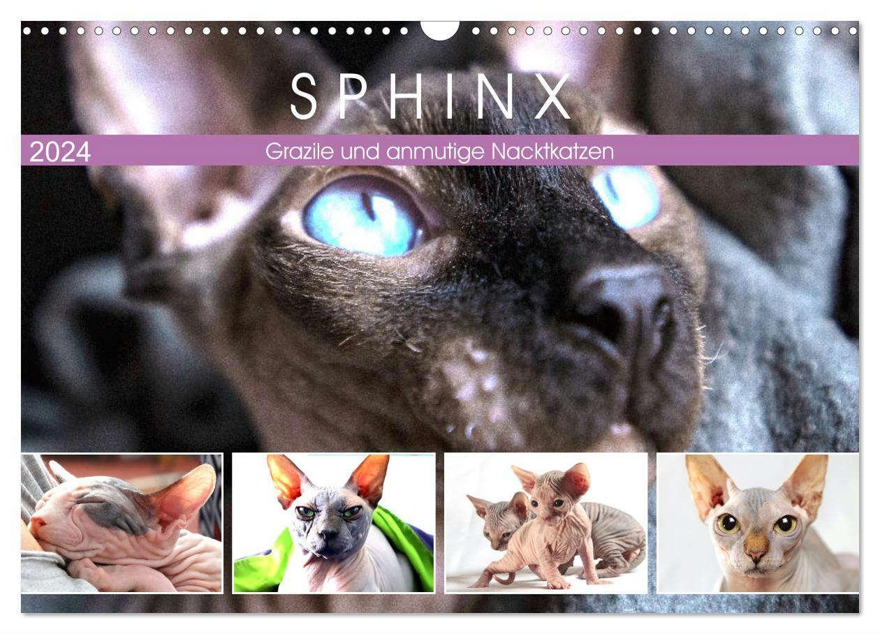 Cover: 9783675625815 | Sphinx. Grazile und anmutige Nacktkatzen (Wandkalender 2024 DIN A3...