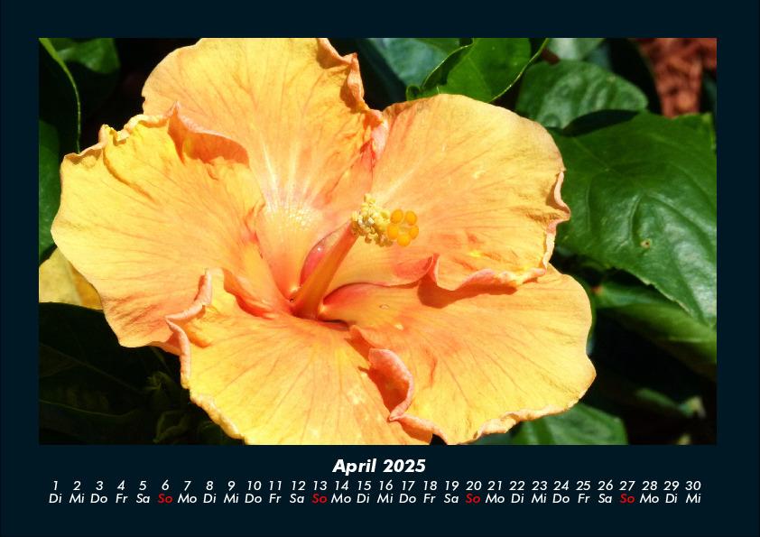 Bild: 9783755989172 | Blumenkalender 2025 Fotokalender DIN A4 | Tobias Becker | Kalender