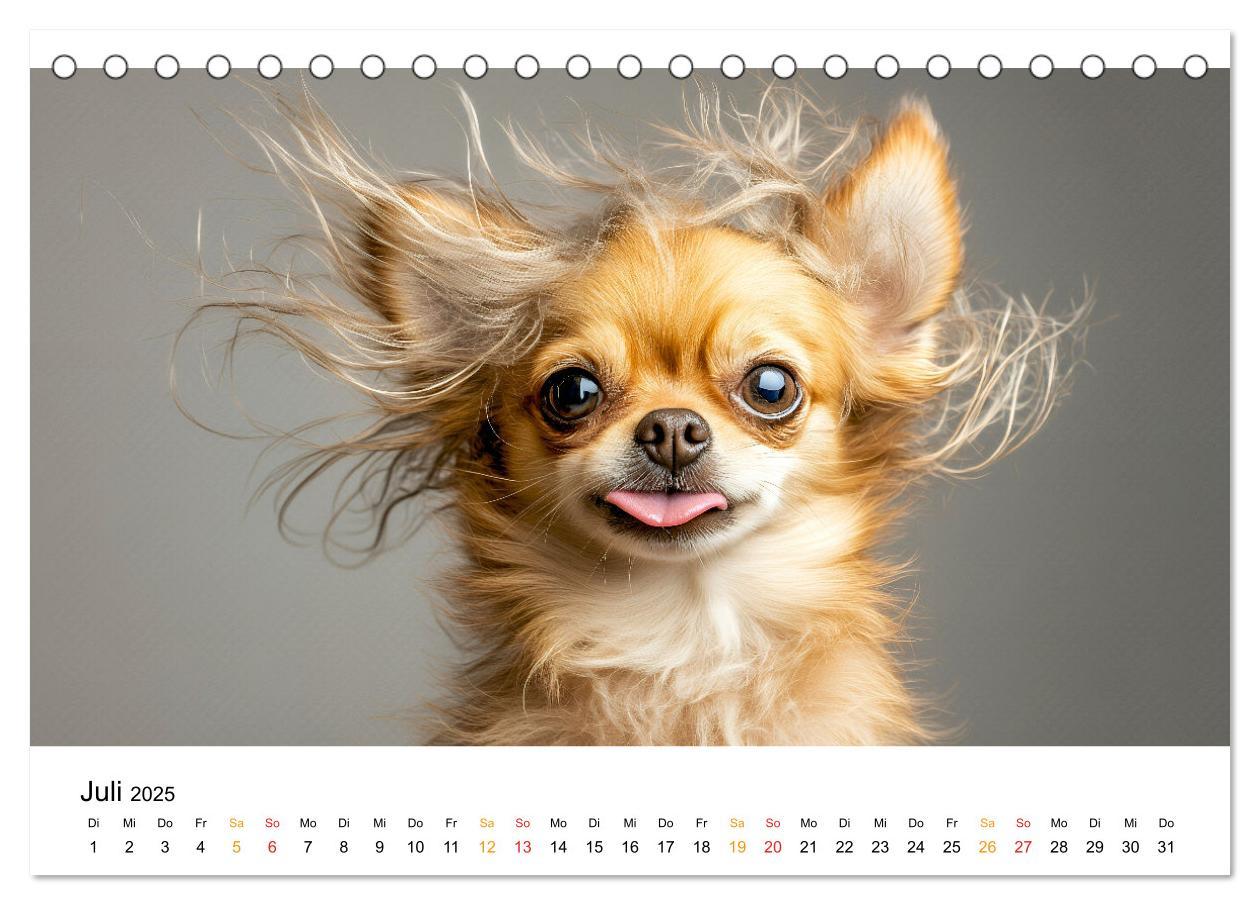 Bild: 9783457237106 | Chihuahua - kleine Energiebündel (Tischkalender 2025 DIN A5 quer),...