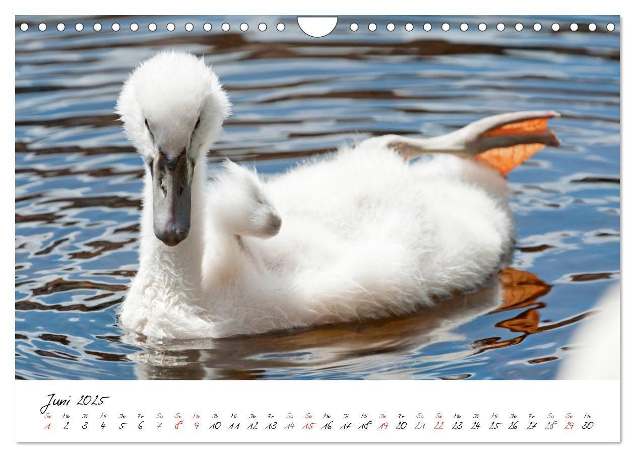 Bild: 9783435651313 | Vom Küken zum Schwan (Wandkalender 2025 DIN A4 quer), CALVENDO...