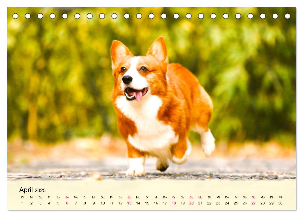 Bild: 9783435019502 | Welsh Corgi. Zauberhafter Dickkopf auf kurzen Beinen (Tischkalender...