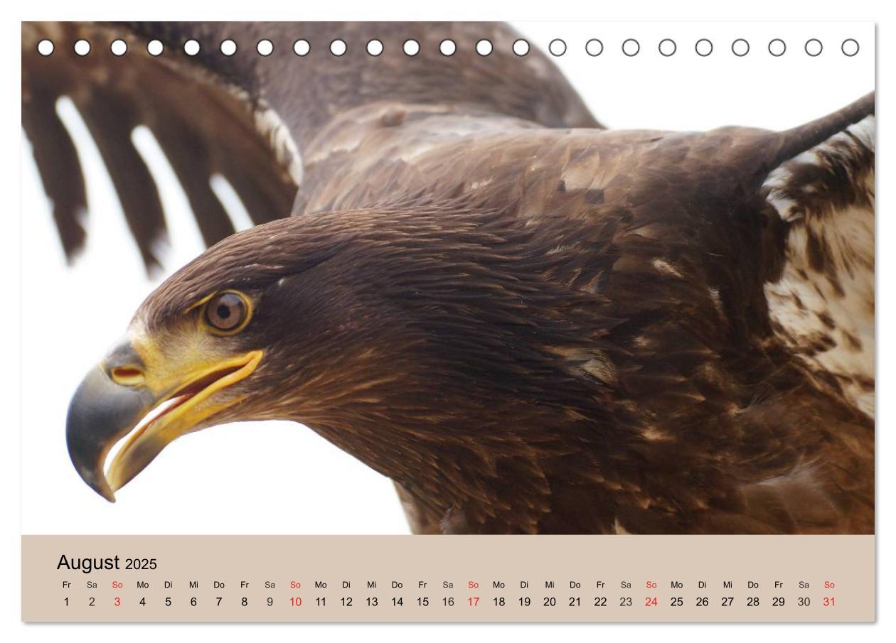 Bild: 9783435514298 | Der Steinadler. Majestätischer Greifvogel (Tischkalender 2025 DIN...