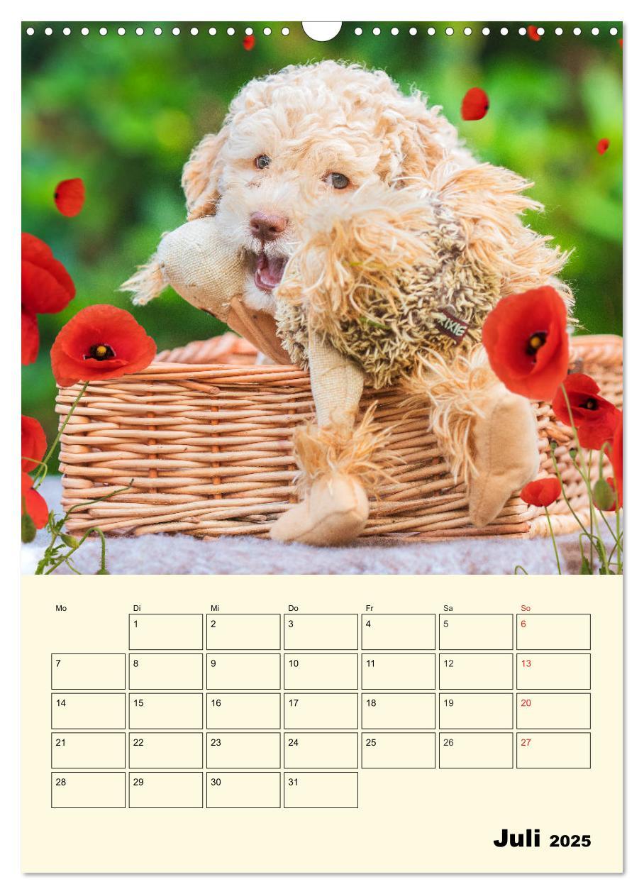 Bild: 9783435952236 | Jahresplaner Lagotto Romagnolo Welpen (Wandkalender 2025 DIN A3...