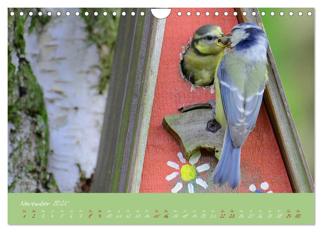 Bild: 9783435260041 | Die Blaumeise, Gast in unserem Garten (Wandkalender 2025 DIN A4...