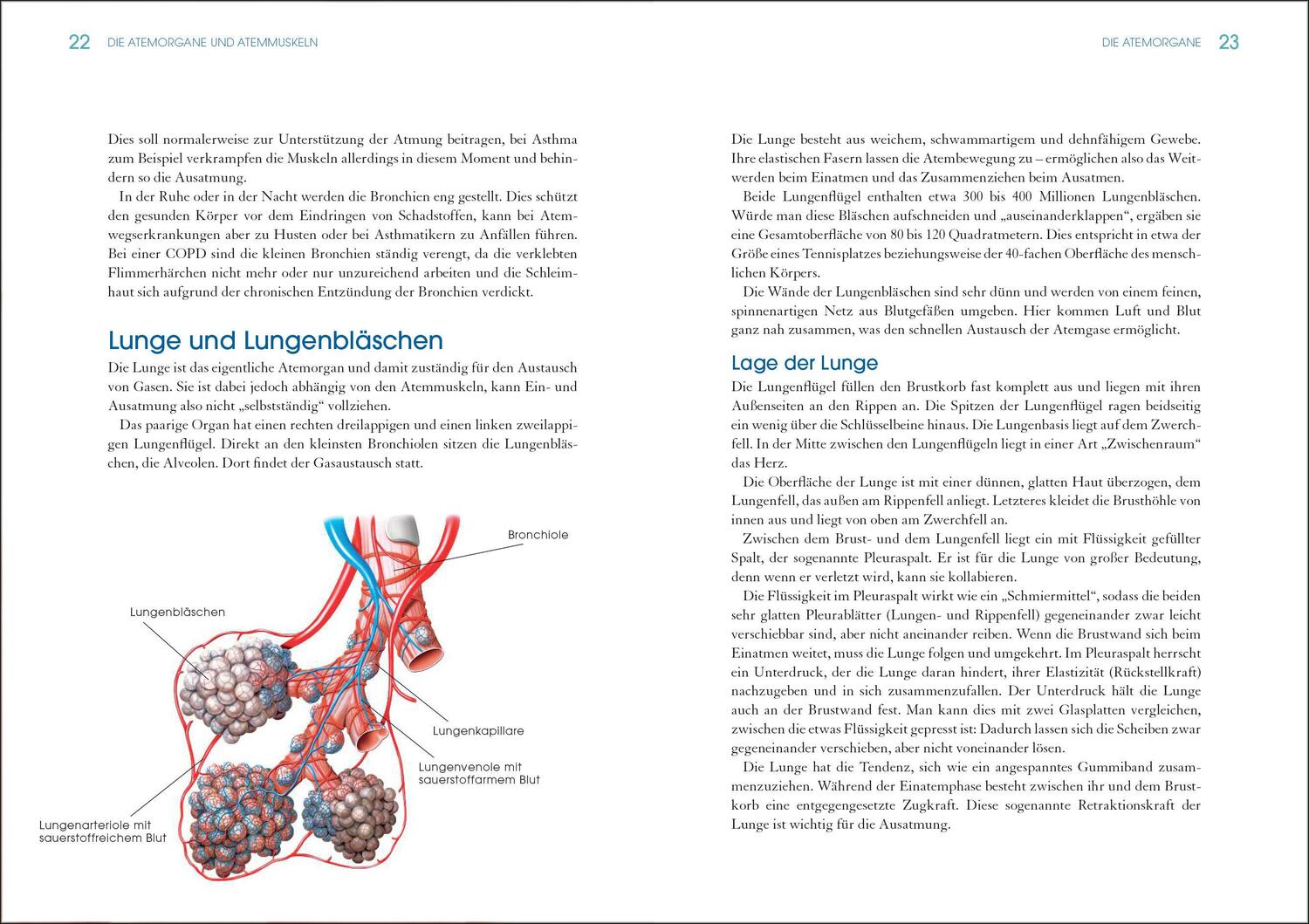 Bild: 9783517097442 | Die kleine Atemschule bei COPD und Asthma | Heike Höfler | Taschenbuch