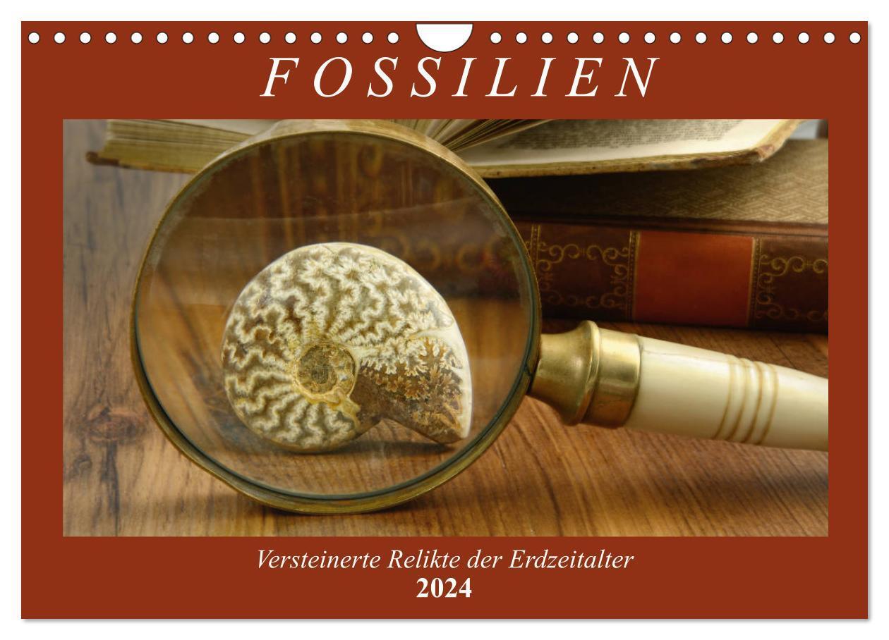 Cover: 9783383152214 | Fossilien - Versteinerte Relikte der Erdzeitalter (Wandkalender...