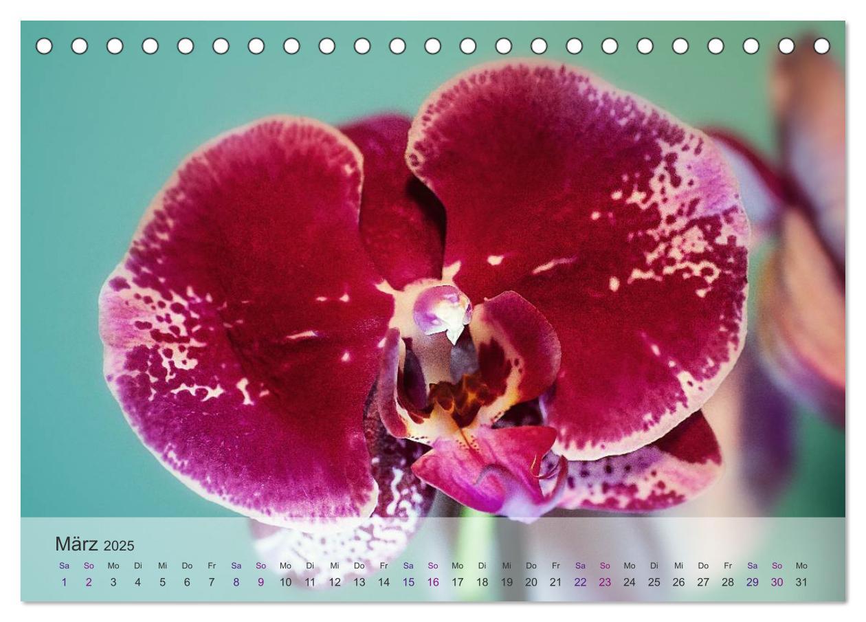 Bild: 9783435688425 | Phalaenopsis - die zauberhafte Welt der Orchideen (Tischkalender...