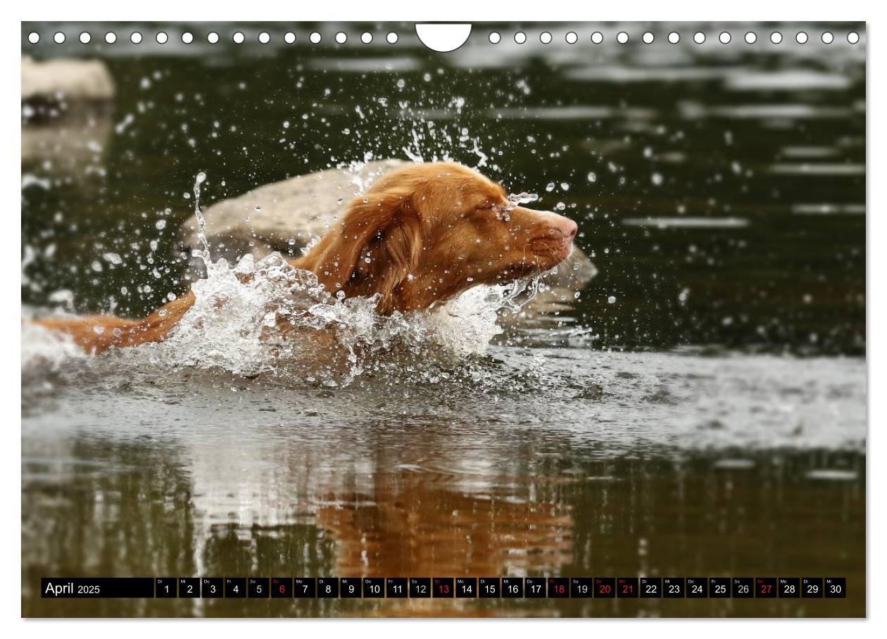 Bild: 9783435569663 | Nova Scotia Duck Tolling Retriever (Wandkalender 2025 DIN A4 quer),...