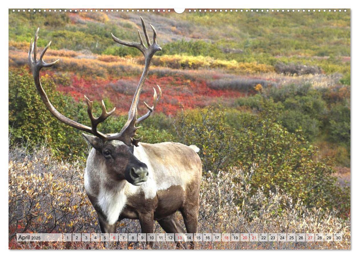 Bild: 9783435622863 | Alaska und Kanada (Wandkalender 2025 DIN A2 quer), CALVENDO...