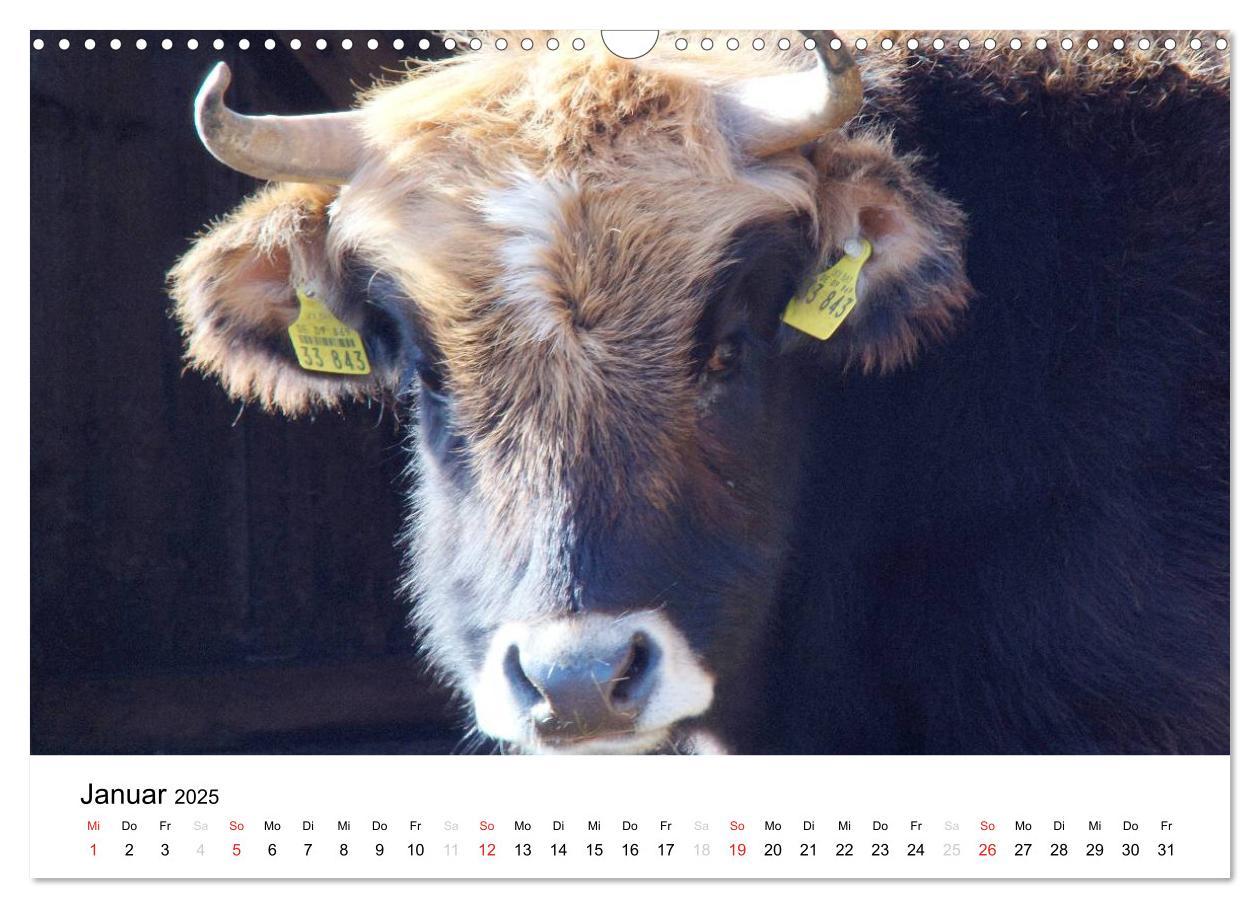 Bild: 9783435663378 | Bauernhoftiere (Wandkalender 2025 DIN A3 quer), CALVENDO...