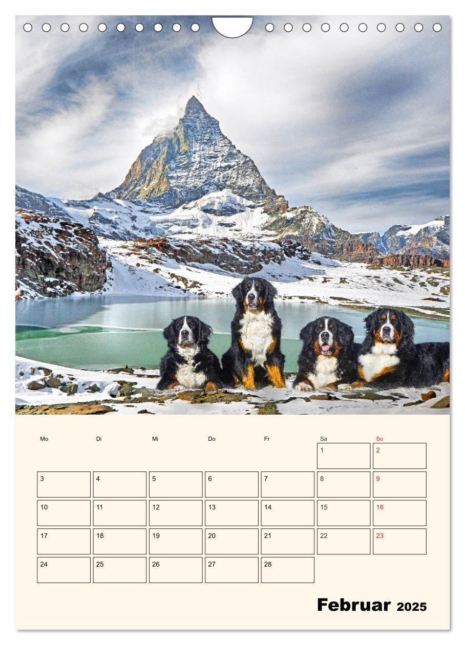 Bild: 9783435938315 | Traumhaft schön - Der Berner Sennenhund (Wandkalender 2025 DIN A4...