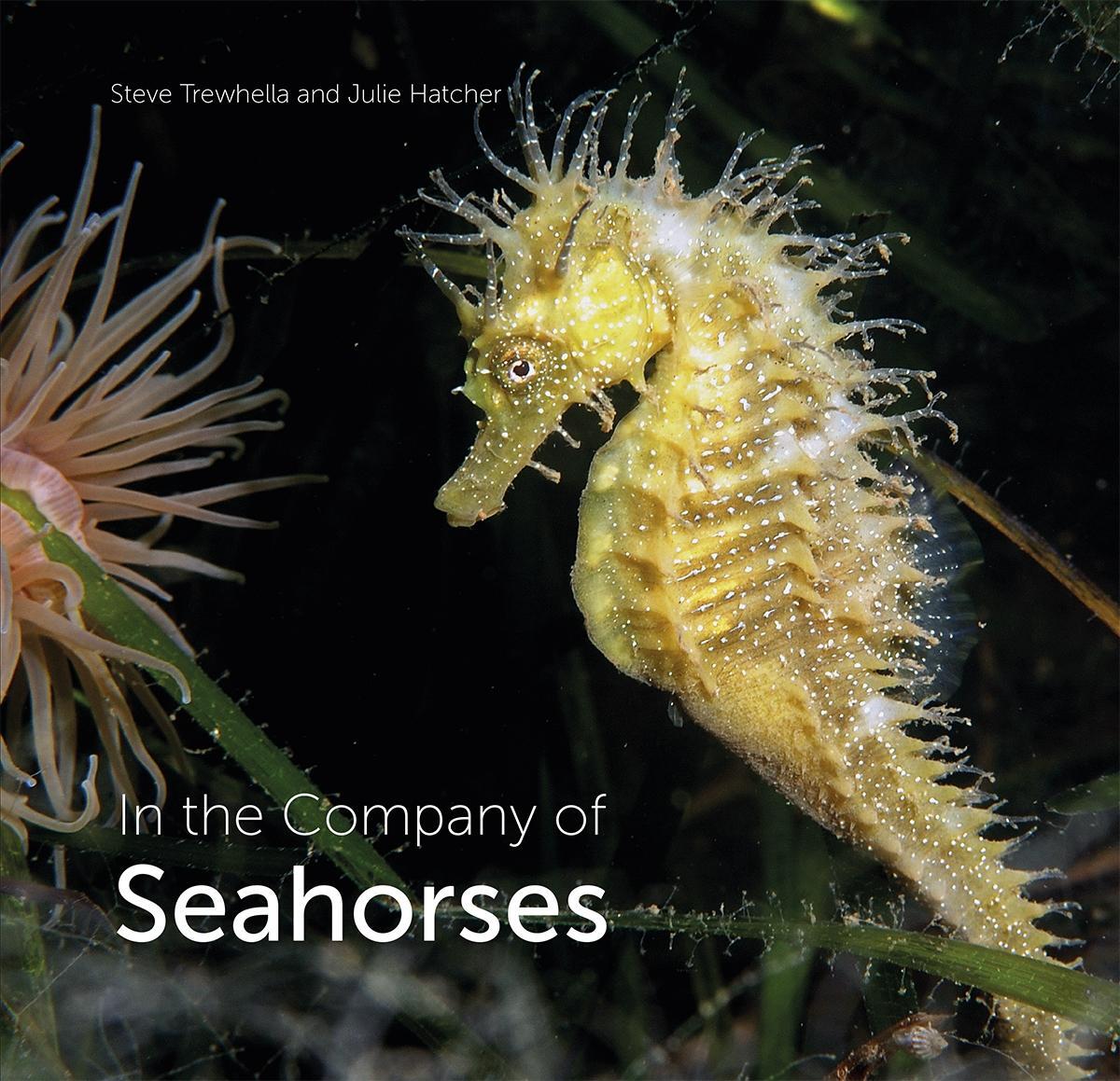 Cover: 9780995567320 | In the Company of Seahorses | Julie Hatcher (u. a.) | Buch | Gebunden