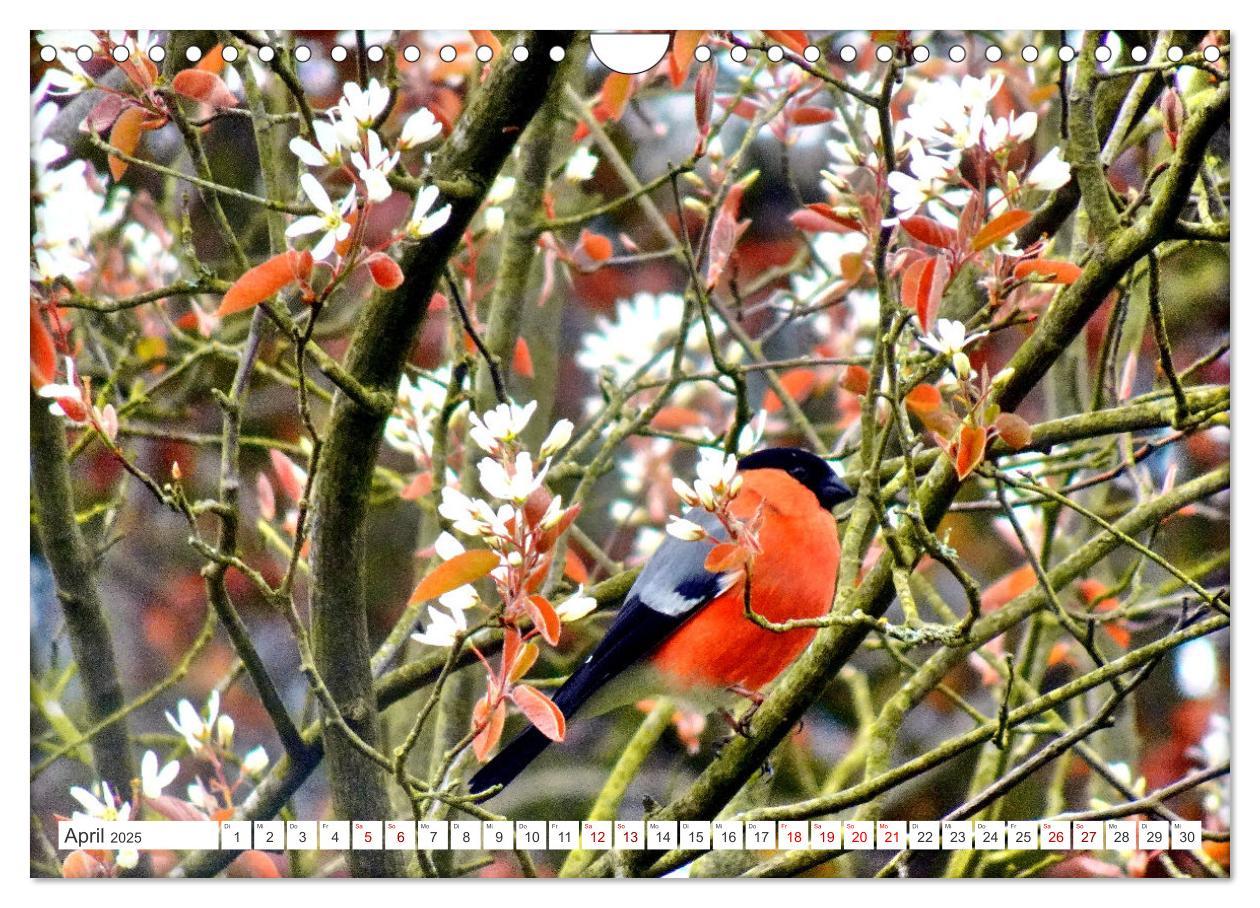 Bild: 9783457160275 | Herr und Frau Gimpel - Stammgäste im Garten (Wandkalender 2025 DIN...