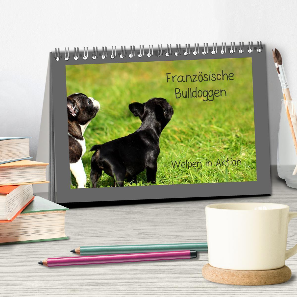 Bild: 9783435840038 | Französische Bulldoggen (Tischkalender 2025 DIN A5 quer), CALVENDO...